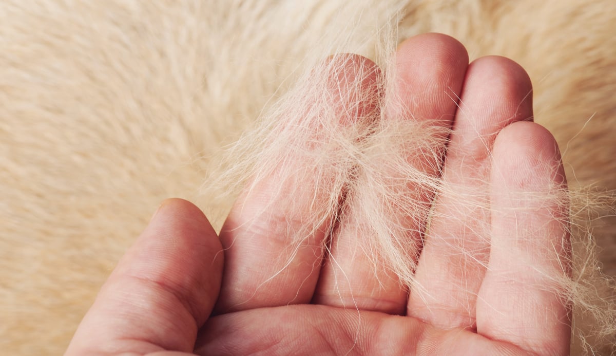 Comment nettoyer les poils d’animaux